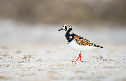 Beautiful colors of ruddy turnstone bird as it walks on beach looking for food.