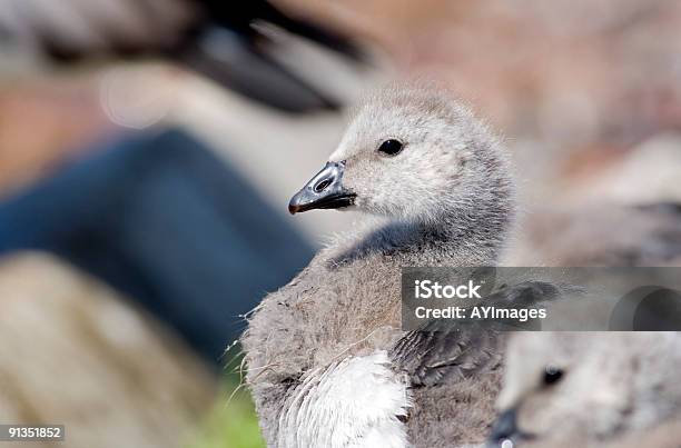 Oca Facciabianca - Fotografie stock e altre immagini di Animale - Animale, Animale selvatico, Cirripede