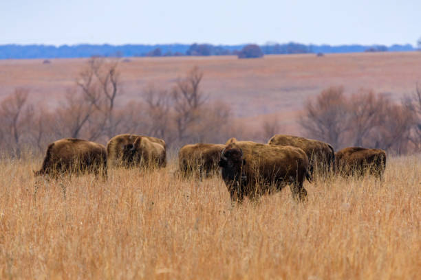 Bison roam wild within the Tallgrass Prairie Preserve in Pawhuska, Oklahoma