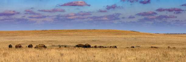 vista de la pradera de tallgrass preservar con una manada de bisontes en pawhuska, oklahoma - 2844 fotografías e imágenes de stock