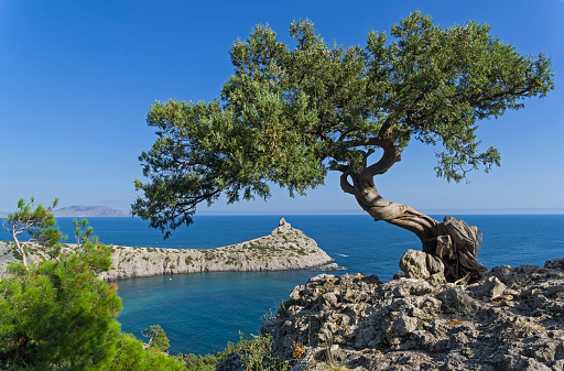 Relict tree-like juniper (Juniperus excelsa) against a cloudless sky. Coast of the Black Sea, Novyy Svet, Crimea.