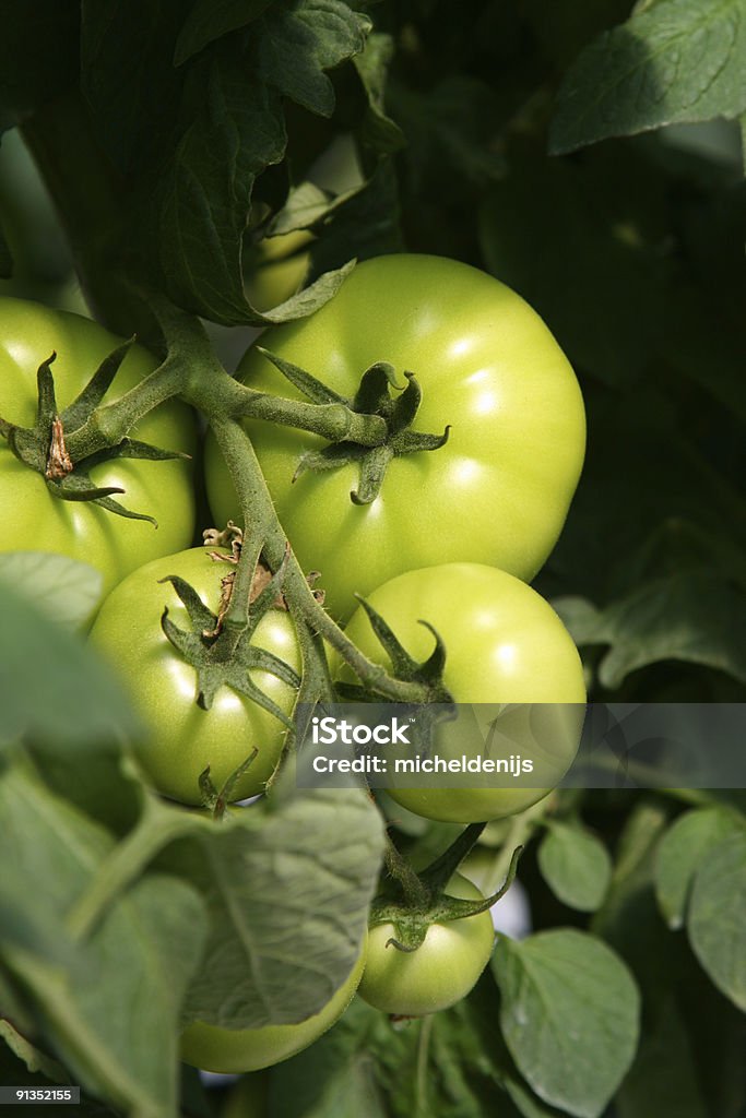 成長するトマト - オーガニックのロイヤリティフリーストックフォト