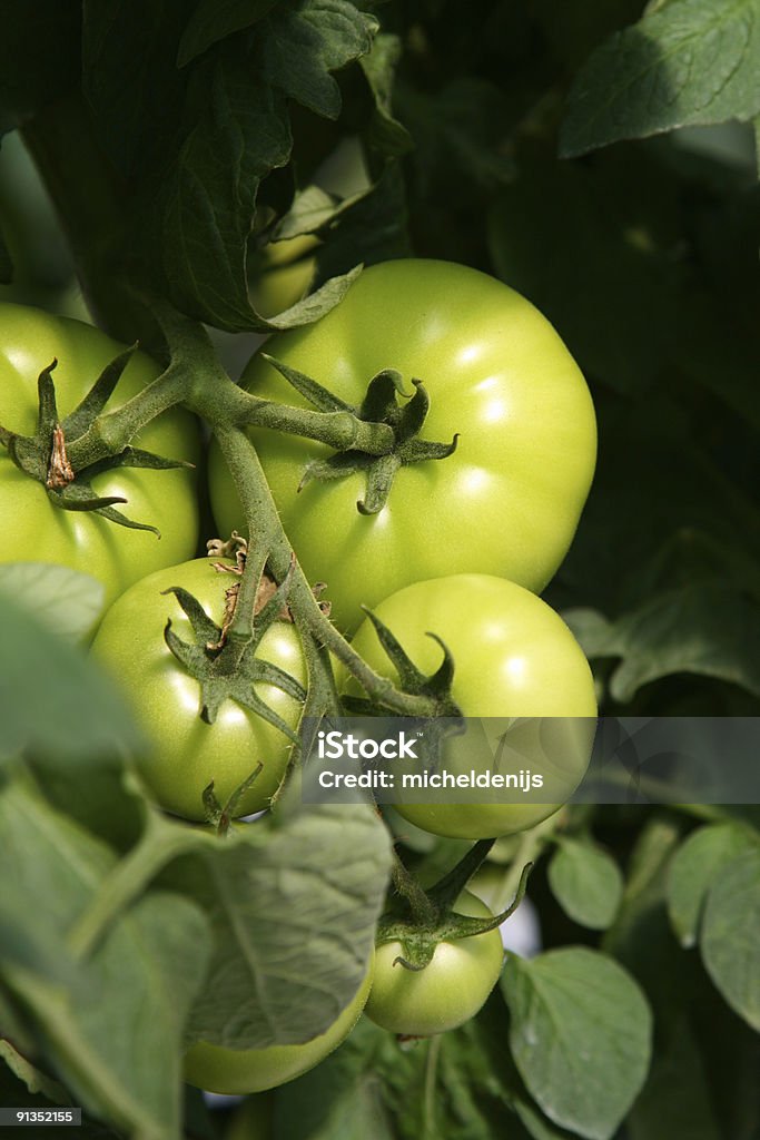 Crescente de tomates - Royalty-free Agricultura Foto de stock