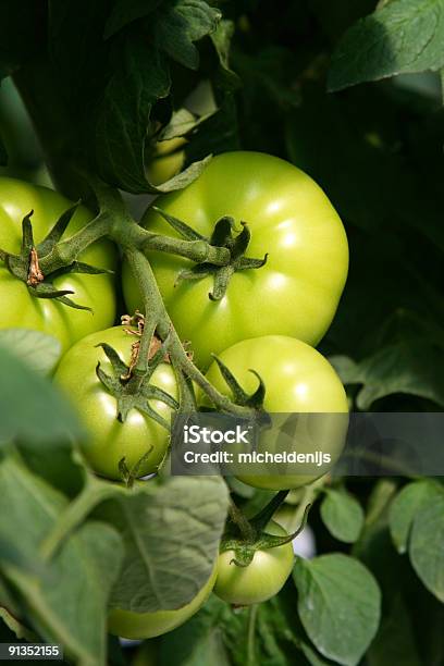 Crescente De Tomates - Fotografias de stock e mais imagens de Agricultura - Agricultura, Alimentação Saudável, Campo agrícola