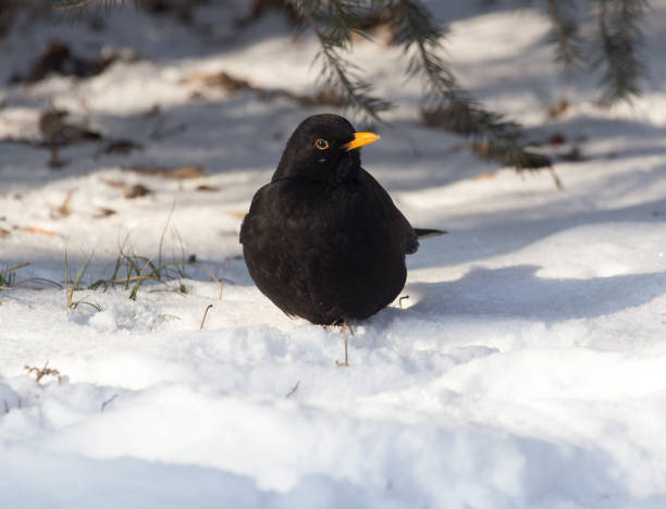 istock Starling on snow in winter 913522370