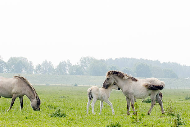 Konik Horses in the Millingerwaard (Netherlands)  konik stock pictures, royalty-free photos & images
