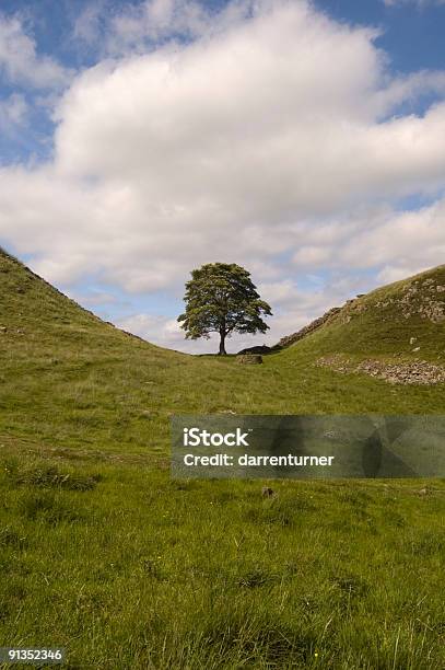 Sycamore Gap Hadrianswall Stockfoto und mehr Bilder von Baum - Baum, Befestigungsmauer, Bergahorn