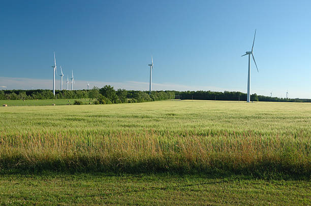 Wheat field with green energy windmills in the background stock photo