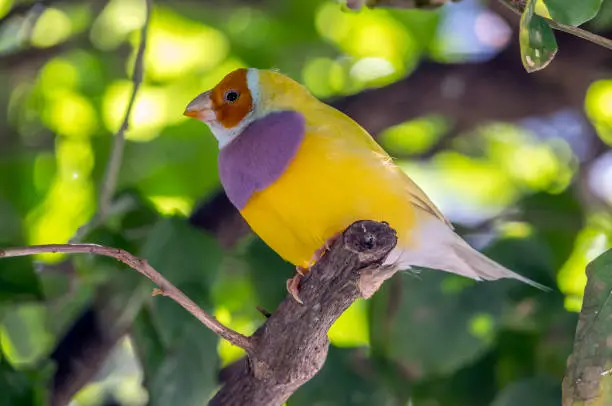 Gouldian finch,Erythrura gouldiae, also known as the Lady Gouldian finch, Gould's finch or the rainbow finch, is a colourful passerine bird endemic to Australia.