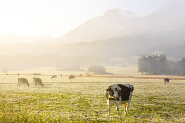 istock Morning in suisse Alps. 913525406