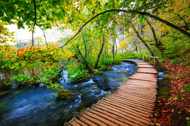 istock Boardwalk in the park Plitvice lakes 913525824