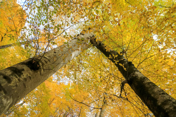 istock Forest in Yedigoller National Park, Turkey 913526166