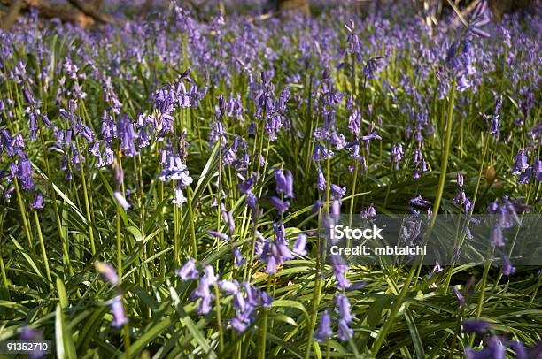 Foto de Facélias e mais fotos de stock de Azul - Azul, Beleza natural - Natureza, Bosque - Floresta