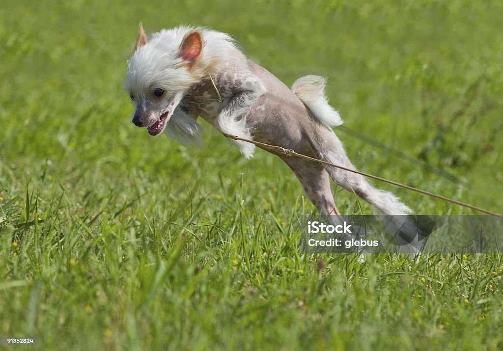 Chinese crested dog puppy playing  Dog Stock Photo