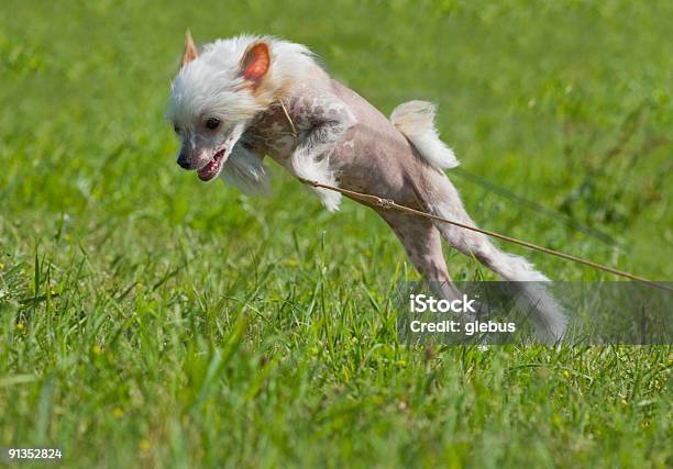 Chinese Crested Dog Puppy Playing Stock Photo - Download Image Now - Dog, Naked, Animal