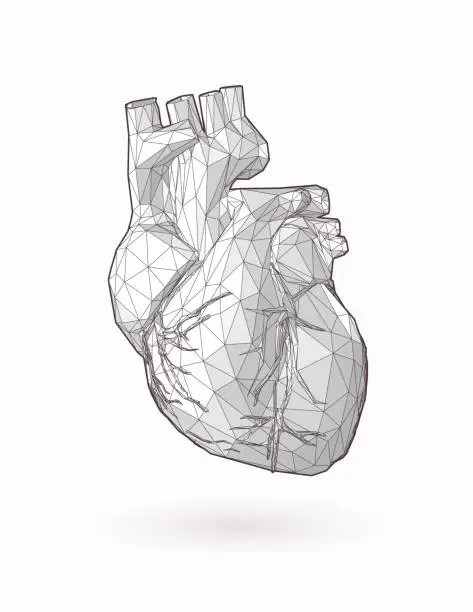 Vector illustration of Low poly human heart graphic illustration on white BG