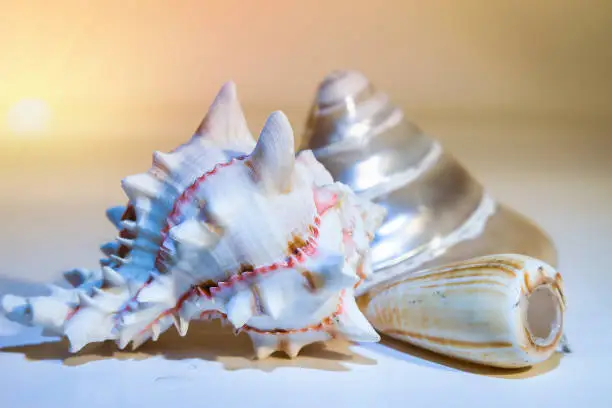 Seashell on display isolated.