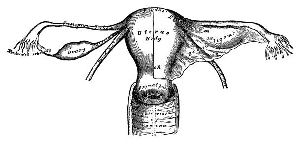 Uterus Uterus - Scanned 1892 Engraving fallopian tube stock illustrations