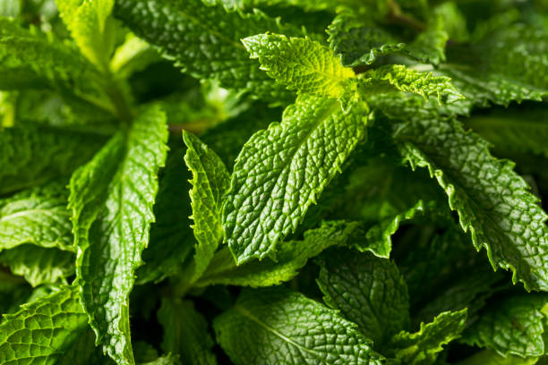 istock Raw Green Organic Fresh Mint Leaves 913538246