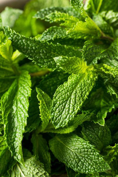 istock Raw Green Organic Fresh Mint Leaves 913539300