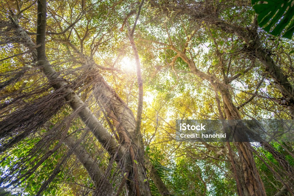 looking up insde jungle - trees in rainforest Rainforest Stock Photo