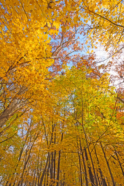 istock The Heart of Fall in the Forest 913542686