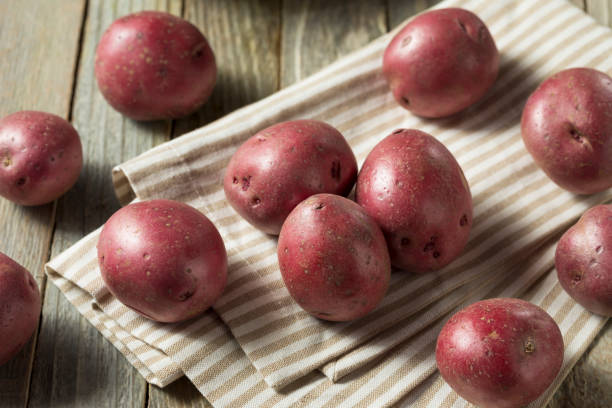 붉은 원시 유기농 감자 - red potato raw potato burlap red 뉴스 사진 이미지