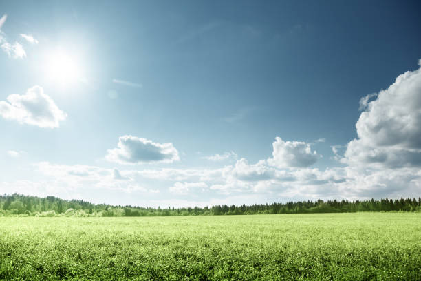 istock field of grass and perfect sky 913545164