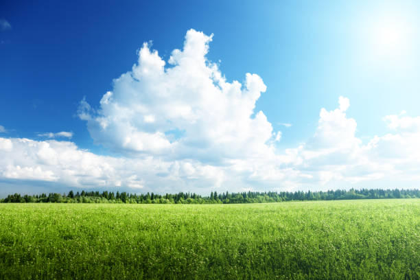 istock field of grass and perfect sky 913545172