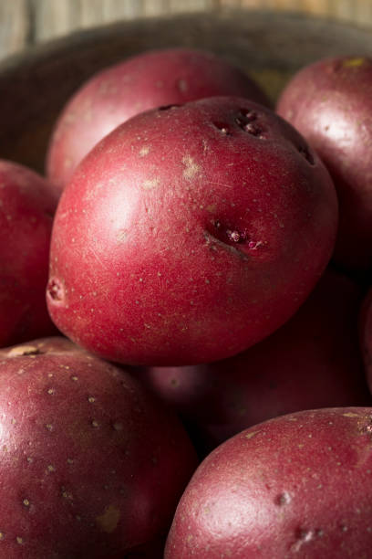 生赤有機じゃがいも - red potato raw potato burlap red ストックフォトと画像