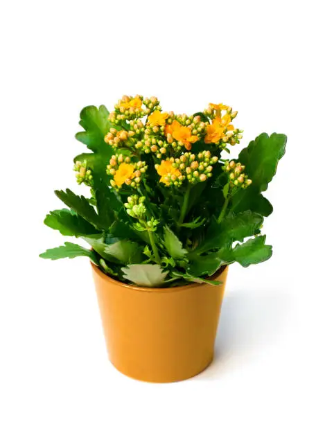 Flaming  Katy plant in pot isolated on white background