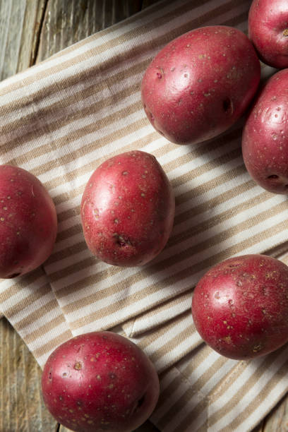 붉은 원시 유기농 감자 - red potato raw potato burlap red 뉴스 사진 이미지