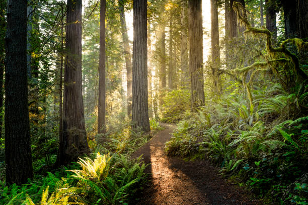 sonnenaufgang in den redwoods - wäldchen stock-fotos und bilder