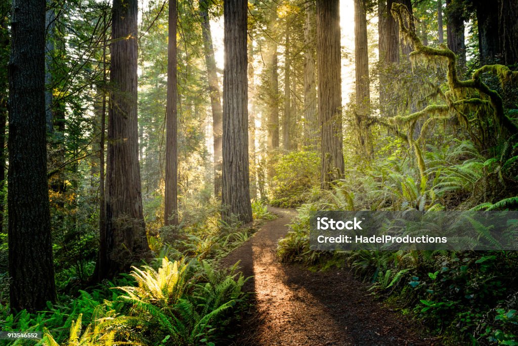 Sunrise in the redwoods Sunrise in Redwood National Park Forest Stock Photo