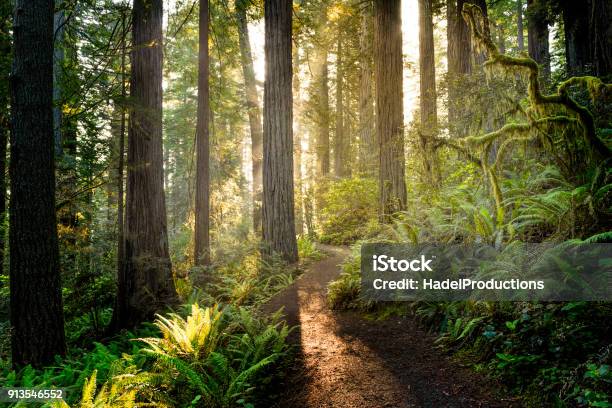 Sunrise In The Redwoods Stock Photo - Download Image Now - Forest, Tree, Redwood Forest