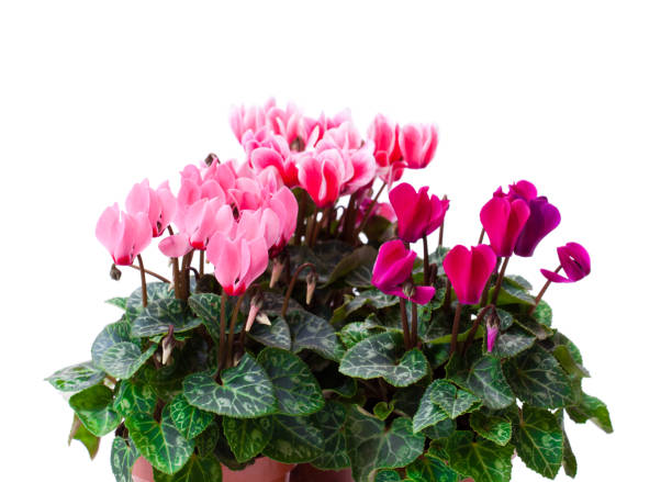 istock Cyclamen  flower in a flowerpot isolated on white 913547000