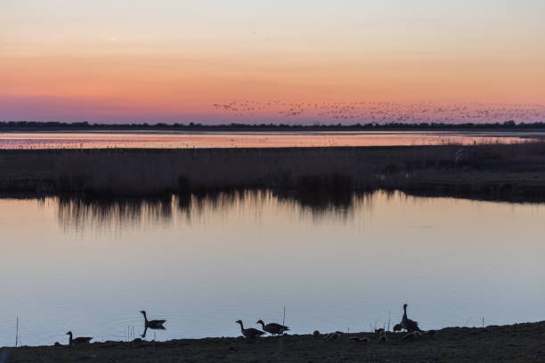 istock Goose and gooslings silhouetted against sunset 913547124