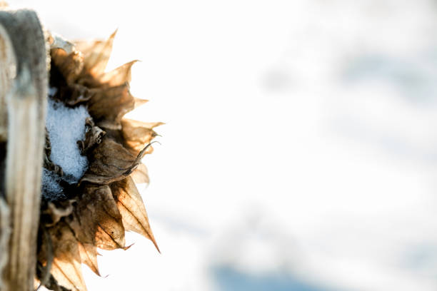 Sunflowers to enrich the fields. Winter.