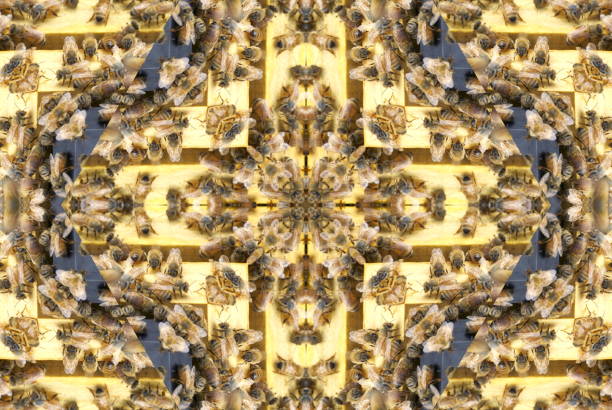 Beehives are naturally Repetitive and Uniformly Set Out. Extending on the Hexagonal Nature of Beehives, the Hive has bee manipulated to makes Mandalas. These are Digitally Designed Modern Style Nature Inspired Mandalas of Honey Bees, Honey Comb & Beehives from my Photographic Images.