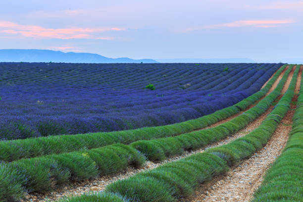 istock Lavender fields at sunset near Valensole 913550106