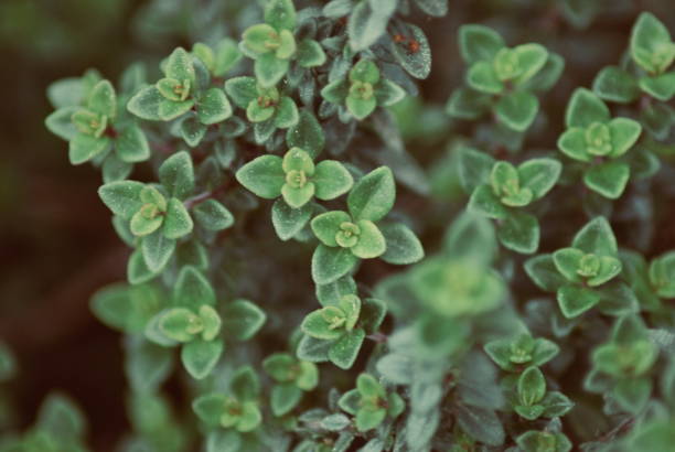 Thyme branches on black background, space for text