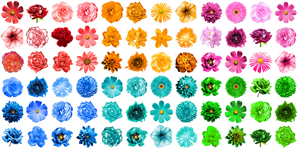 Mega pack of 72 in 1 natural and surreal blue, orange, red, green, turquoise and pink flowers isolated on white