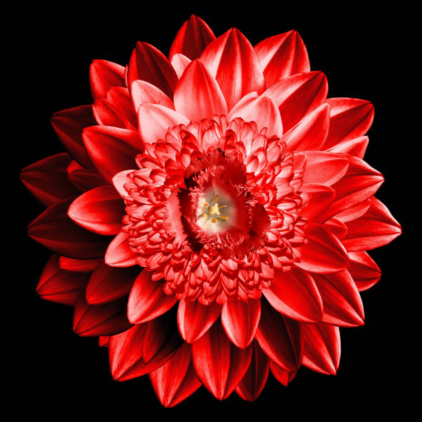 istock Surrealistic fantasy red flower macro isolated on black 913553948