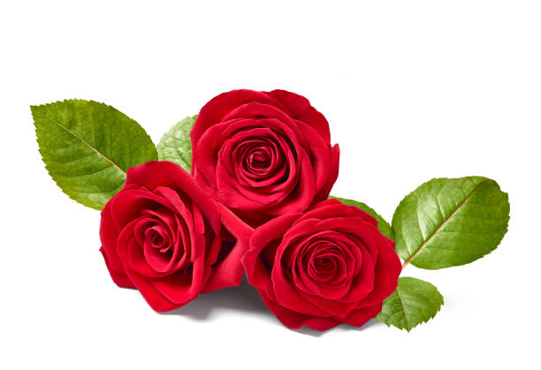 istock flower rose petal blossom red nature beautiful background 913554152