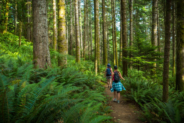 Two women hiking Ripple Rock trail on Vancouver Island. Hiking through rain forest on Ripple Rock trail, Vancouver Island. vancouver island photos stock pictures, royalty-free photos & images
