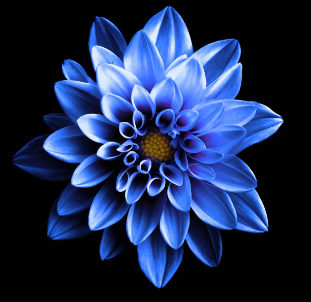 istock Surreal dark chrome blue flower dahlia macro isolated on black 913556834