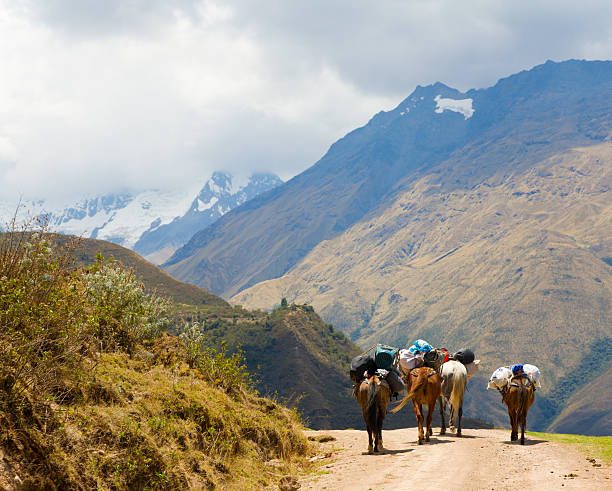 Pack mules grazing in a high-altitude valley in the Andes of Peru, carrying supplies for long trekking expeditions through the mountains.