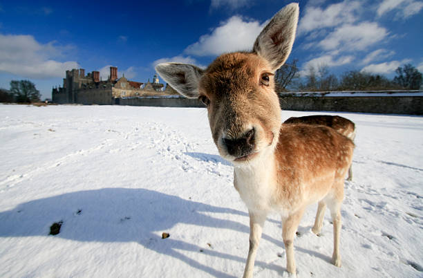 Fallow Deer in Kent, England  fallow deer photos stock pictures, royalty-free photos & images