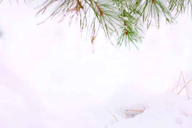 Pine branches on the background of snow drifts. Bright green pine needles on a background of white snow with the fallen yellowed needles. Place for Your text.