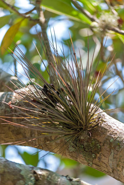 istock An Epiphyte Plant attached to a tree 913559920